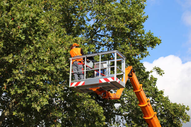 Best Tree Cabling and Bracing  in Horicon, WI